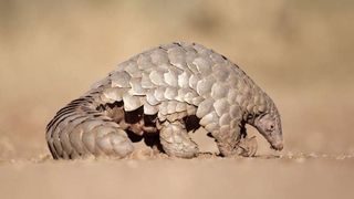 Pangolin, cel mai v&acirc;nat mamifer din lume. Transport ilegal de solzi de pangolin, interceptat &icirc;n drum spre Rom&acirc;nia. Valora 1,5 milioane de euro