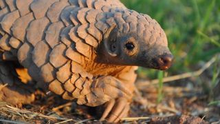 Pangolin