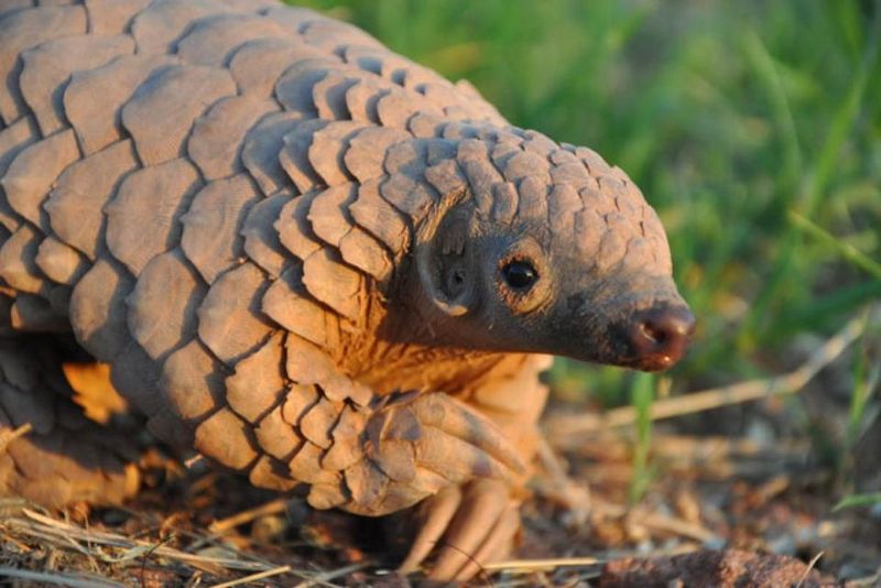 Pangolin