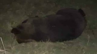 Un alt urs, lovit grav de o mașinăașină