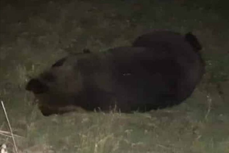 Un alt urs, lovit grav de o mașinăașină