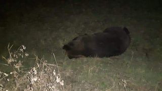 Un alt urs, lovit grav de o mașină