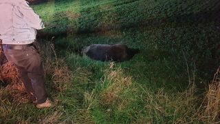 Un alt urs, lovit grav de o mașină