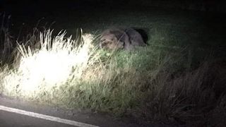 Un alt urs, lovit grav de o mașină