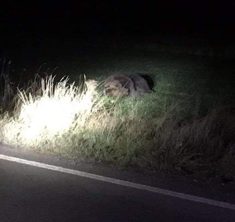 Un alt urs, lovit grav de o mașină
