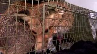 VIDEO | Vulpea hoinară din Capitală a fost capturată