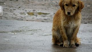 Eroii există! Un grup de voluntari umple străzile cu adăposturi termice pentru c&acirc;inii vagabonzi