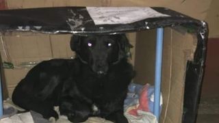 Eroii există! Un grup de voluntari umple străzile cu adăposturi termice pentru c&acirc;inii vagabonzi