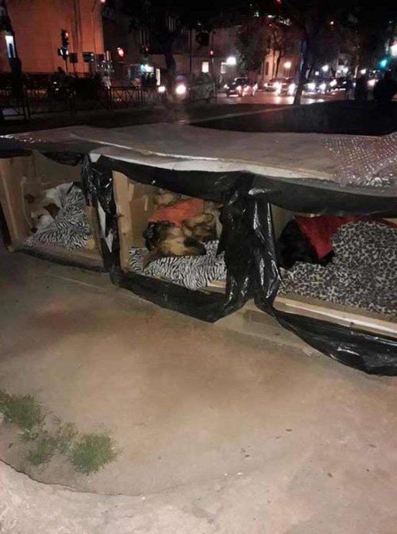 Eroii există! Un grup de voluntari umple străzile cu adăposturi termice pentru câinii vagabonzi