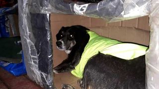 Eroii există! Un grup de voluntari umple străzile cu adăposturi termice pentru c&acirc;inii vagabonzi