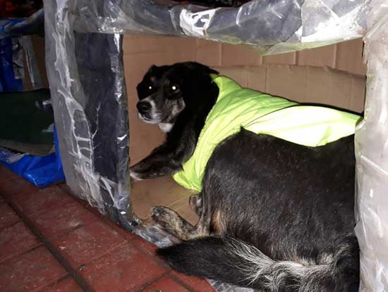 Eroii există! Un grup de voluntari umple străzile cu adăposturi termice pentru câinii vagabonzi