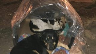 Eroii există! Un grup de voluntari umple străzile cu adăposturi termice pentru câinii vagabonzi