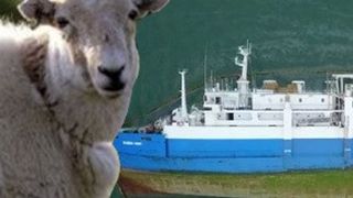 VIDEO | Noi imagini cutremurătoare cu oile de pe nava răsturnată. Multe au căzut &icirc;n apă și plutesc printre cadavrele celor &icirc;necate