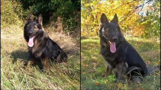 Tad, c&acirc;inele polițist, erou &icirc;ntr-o misiune &icirc;n cazul dispariției unei femei din Neamț