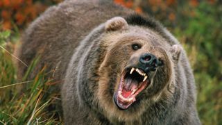 Un bărbat din Harghita &icirc;n stare gravă după ce s-a luptat cu ursul pentru a-și salva calul