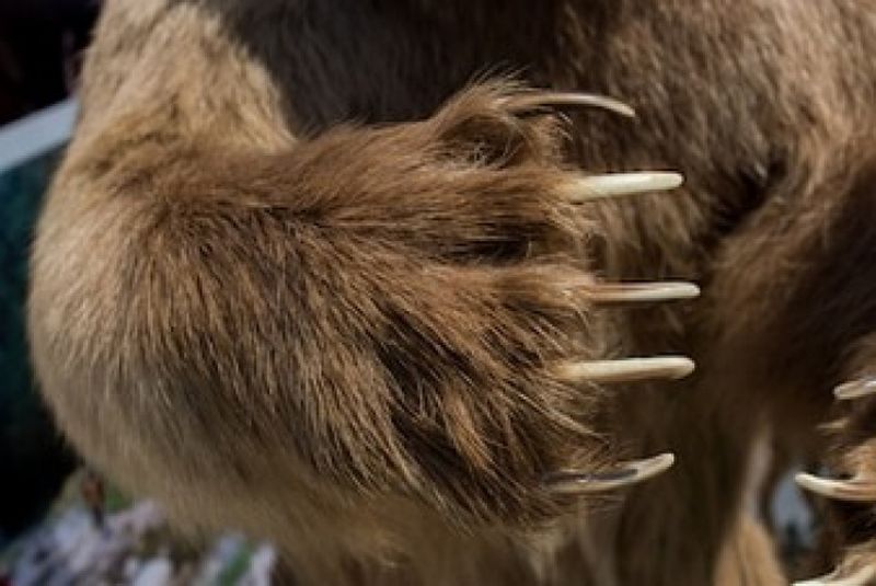 În stare gravă după ce s-a luptat cu ursul pentru a-și salva calul