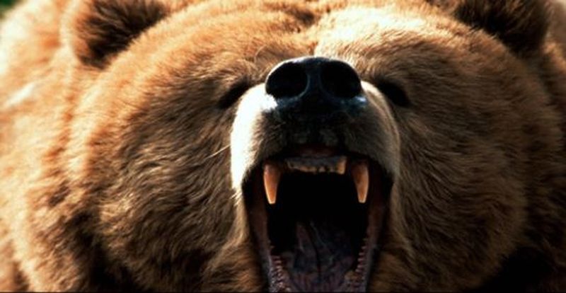 În stare gravă după ce s-a luptat cu ursul pentru a-și salva calul