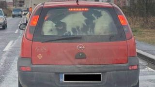 Imagini inedite surprinse &icirc;n Timișoara: un vițel este transportat &icirc;n portbagajul unei mașini