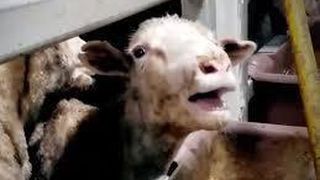 Transport de ovine reţinut de inspectorii ANSVSA în Portul Midia, după ce s-a constatat că pe navă condiţiile nu erau corespunzătoare 