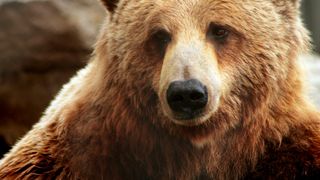 Situație revoltătoare &icirc;n Rom&acirc;nia - Al cincilea urs mort, după ce a fost călcat de o mașină