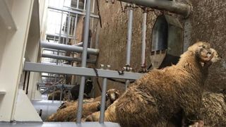 Calvarul oilor de pe nava scufundată la Midia. Le-a luat foc lâna de la aparatul de sudură