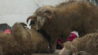 Calvarul oilor de pe nava scufundată la Midia. Le-a luat foc l&acirc;na de la aparatul de sudură