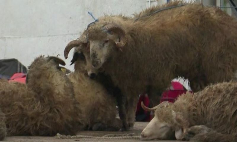 Calvarul oilor de pe nava scufundată la Midia. Le-a luat foc lâna de la aparatul de sudură