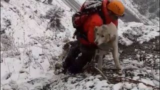 Operațiune de salvare pentru un c&acirc;ine părăsit de c&acirc;teva zile pe Transfăgărășan