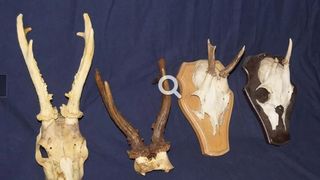 Un v&acirc;nător a ucis patru cerbi &icirc;ntr-o noapte și apoi le-a at&acirc;rnat capetele pe perete