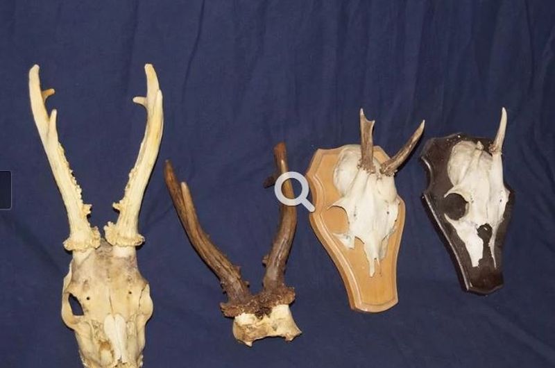 Un vânător a ucis patru cerbi într-o noapte și apoi le-a atârnat capetele pe perete