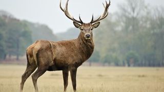 Un v&acirc;nător a ucis patru cerbi &icirc;ntr-o noapte și apoi le-a at&acirc;rnat capetele pe perete