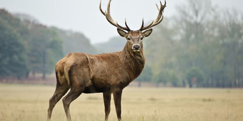 Un vânător a ucis patru cerbi într-o noapte și apoi le-a atârnat capetele pe perete