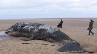 Balenă moartă găsită cu 100 de kilograme de deșeuri în stomac