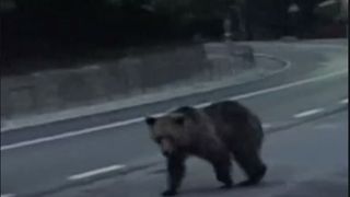 Miercurea-Ciuc: Un urs a ajuns pe o p&acirc;rtie de schi de la marginea orașului