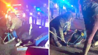  Vaca gestantă sare din camionul care o ducea către abator pentru a-și salva puiul