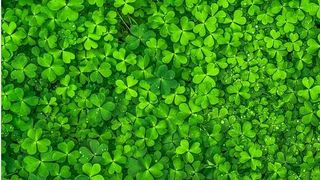 Secrete din străbuni. Cum să atragi norocul &icirc;n casa ta