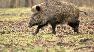 Stare de alertă &icirc;n Rom&acirc;nia după descoperirea unui focar periculos. Epidemia lovește toată țara