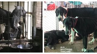 Regele Thailandei a decis să adopte 13 c&acirc;ini &icirc;nfometaţi găsiţi aproape morţi