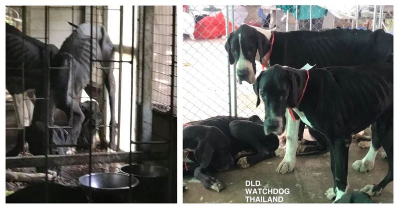 Regele Thailandei a decis să adopte 13 câini înfometaţi găsiţi aproape morţi