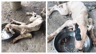 Regele Thailandei a decis să adopte 13 c&acirc;ini &icirc;nfometaţi găsiţi aproape morţi