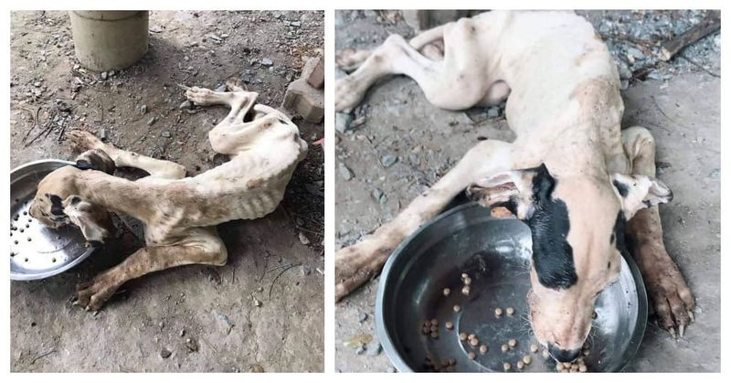 Regele Thailandei a decis să adopte 13 câini înfometaţi găsiţi aproape morţi