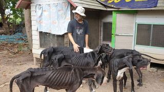 Regele Thailandei a decis să adopte 13 câini găsiţi aproape morţi