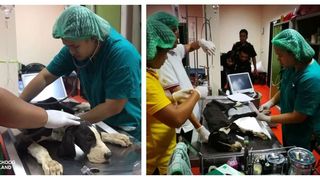 Regele Thailandei a decis să adopte 13 c&acirc;ini &icirc;nfometaţi găsiţi aproape morţi