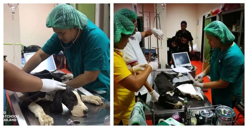 Regele Thailandei a decis să adopte 13 câini înfometaţi găsiţi aproape morţi