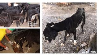 Regele Thailandei a decis să adopte 13 c&acirc;ini &icirc;nfometaţi găsiţi aproape morţi