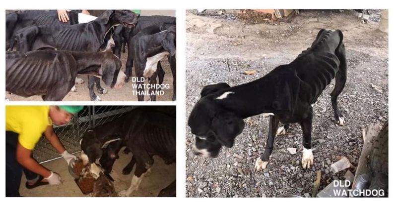 Regele Thailandei a decis să adopte 13 câini înfometaţi găsiţi aproape morţi