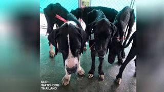 Regele Thailandei a decis să adopte 13 c&acirc;ini &icirc;nfometaţi găsiţi aproape morţi