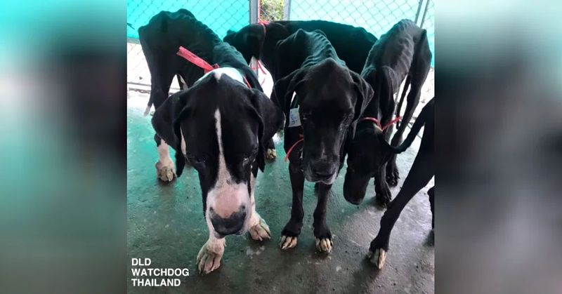 Regele Thailandei a decis să adopte 13 câini înfometaţi găsiţi aproape morţi
