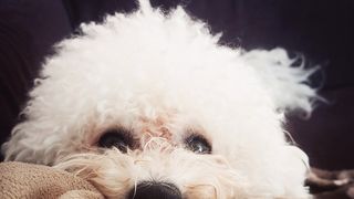 Un ieșean s-a &icirc;ndrăgostit nebunește de un Bichon, l-a bătut pe stăp&acirc;n și i-a furat c&acirc;inele