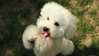 Un ieșean s-a &icirc;ndrăgostit nebunește de un bichon. L-a bătut pe stăp&acirc;n și i-a furat c&acirc;inele